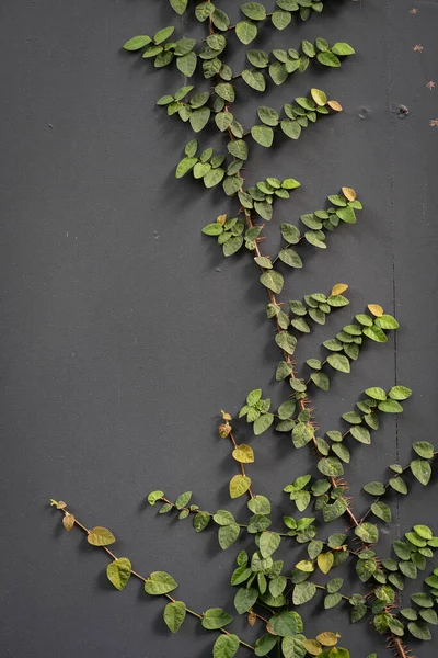 Plíživý Obr Nebo Vědecký Název Ficus Pumila Strom Malý List — Stock fotografie