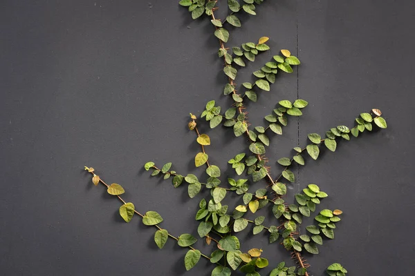 Plíživý Obr Nebo Vědecký Název Ficus Pumila Strom Malý List — Stock fotografie
