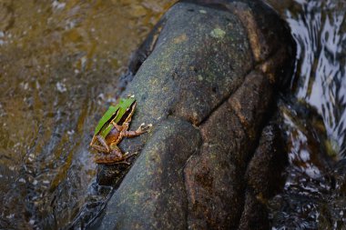 Kodorrana Chloronota veya Chloronate Huia, Amolops Archotaphus, Bakır Yanaklı Kurbağa veya Rana Archotaphus, Tayland 'ın Doi Inthanon Chiang Mai dağlarındaki bir derede yaşayan kurbağa türü..