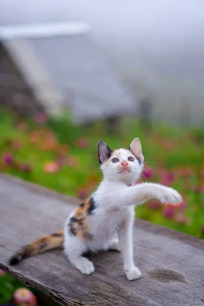 Retrato Cerca Tres Gatito Color Gatito Curioso Gato Jugando Divertirse —  Fotos de Stock