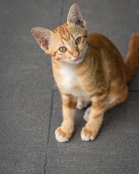 Little Cute Cat orange ginger yellow kitten cat sits on the grey ceramic floor and look at people with curiosity based on the kitten\'s habit. People are favorite pets.