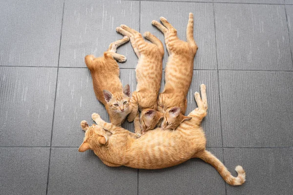 Little Cute Cat orange ginger yellow kitten cats drink their mother\'s milk and sleep on the grey ceramic floor. Pets sleep nap time in a cozy home. People are favorite pets. Top view concept.