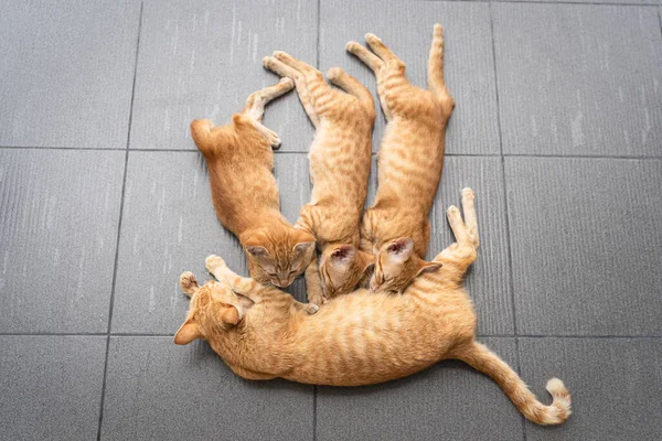 Little Cute Cat orange ginger yellow kitten cats drink their mother\'s milk and sleep on the grey ceramic floor. Pets sleep nap time in a cozy home. People are favorite pets. Top view concept.