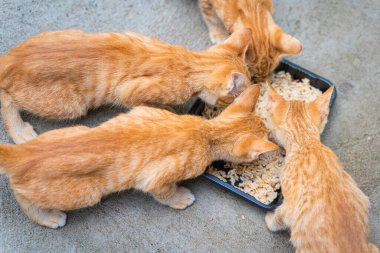 A Group of four little hungry cats orange ginger yellow cats eating delicious wet food from a black bowl on the cement floor. People are favorite pets. Top view concept.