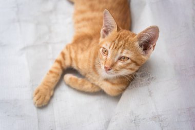Little cat orange ginger yellow cat sits on the white vinyl floor and looks at people with curiosity based on the kitten's habit. People is favorite pets.