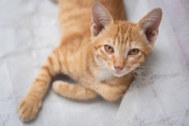 Little cat orange ginger yellow cat sits on the white vinyl floor and looks at people with curiosity based on the kitten's habit. People is favorite pets.