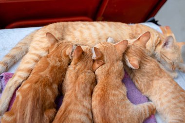 Little cats orange ginger yellow cats drink their mother's milk and sleep on the white vinyl floor and look at people with curiosity based on the kitten's habits. People are favorite pets.
