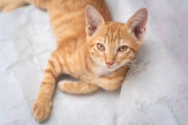 Little cat orange ginger yellow cat sits on the white vinyl floor and looks at people with curiosity based on the kitten's habit. People is favorite pets.
