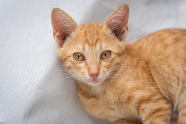 Little cat orange ginger yellow cat sits on the white vinyl floor and looks at people with curiosity based on the kitten's habit. People is favorite pets.