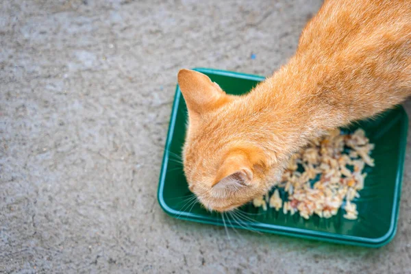 Cat orange ginger yellow cats eating delicious wet food from a black bowl on the cement floor. People are favorite pets. Top view concept.