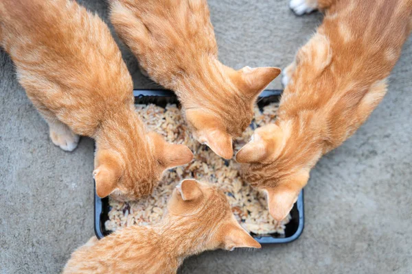 A Group of four little hungry cats orange ginger yellow cats eating delicious wet food from a black bowl on the cement floor. People are favorite pets. Top view concept.