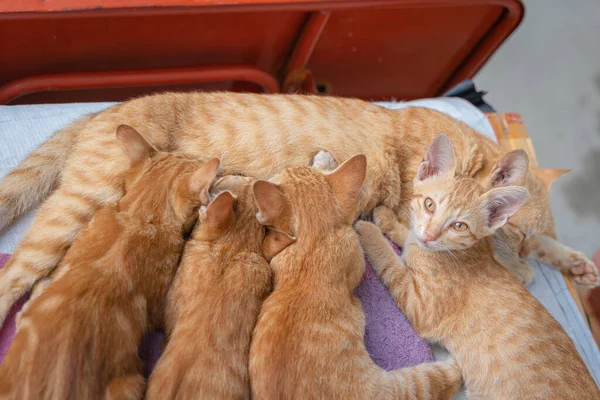 Little cats orange ginger yellow cats drink their mother\'s milk and sleep on the white vinyl floor and look at people with curiosity based on the kitten\'s habits. People are favorite pets.