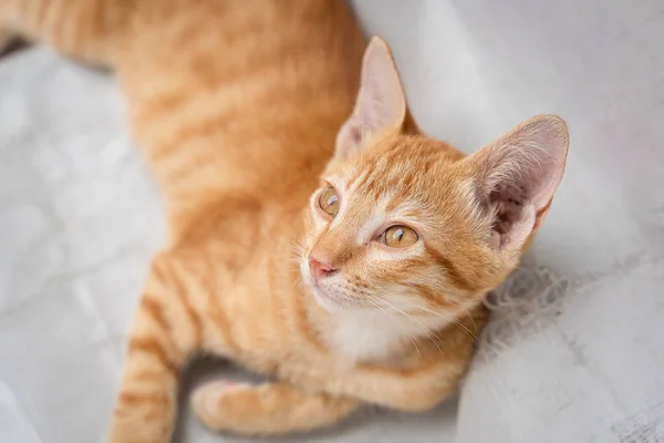 Little Cat Orange Ginger Yellow Cat Sits White Vinyl Floor — Fotografia de Stock