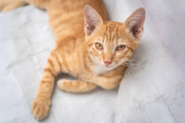 Little cat orange ginger yellow cat sits on the white vinyl floor and looks at people with curiosity based on the kitten\'s habit. People is favorite pets.