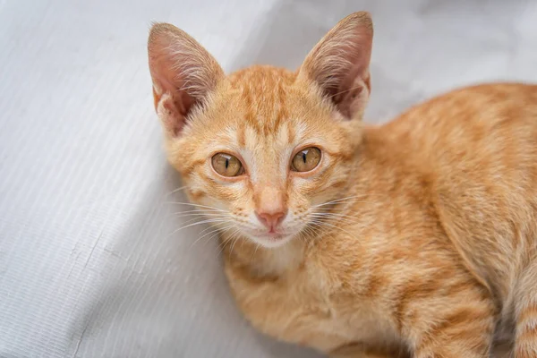 Μικρή Γάτα Πορτοκαλί Τζίντζερ Κίτρινη Γάτα Κάθεται Στο Λευκό Βινύλιο — Φωτογραφία Αρχείου