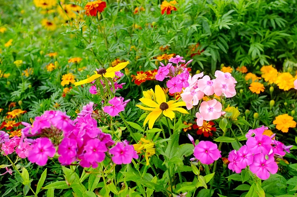 Цветы в саду — стоковое фото