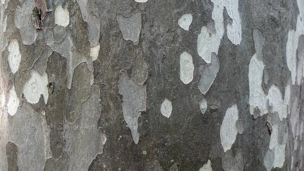 Oberfläche Des Bergahorns Als Texturhintergrund Oder Hintergrund Platanus Occidentalis Baumrinde — Stockfoto