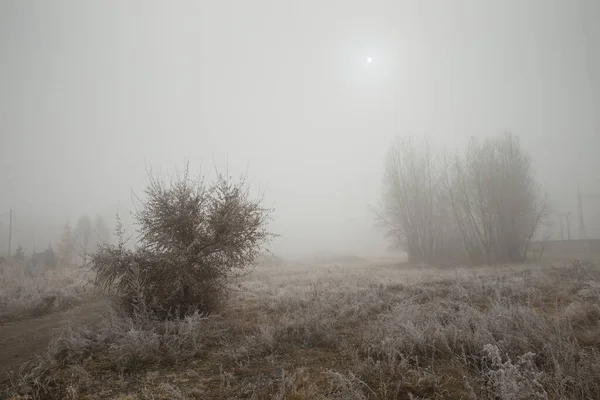 Autumn Thick Fog Trees Grass Frost Morning Gloomy Mystical Landscape — Stock Photo, Image