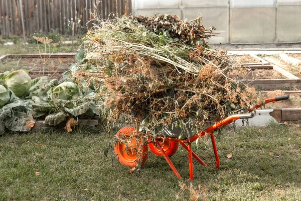 Cleaning Garden Harvesting Tops Weeds Lying Garden Wheelbarrow Preparation Waste — Stock Photo, Image