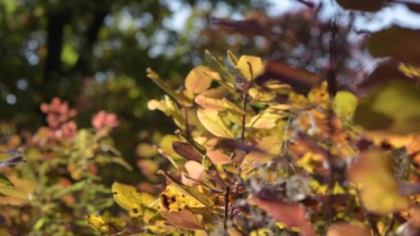 Barevné podzimní listí se houpe v mírném větru — Stock video