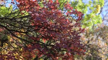 Renkli sonbahar ormanları rüzgarda sallanıyor