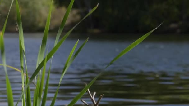 Araña captura balanceo hoja en plantas de río — Vídeos de Stock