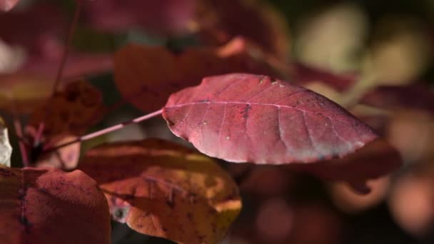 Макро червоне осіннє листя ширяє у вітрі — стокове відео