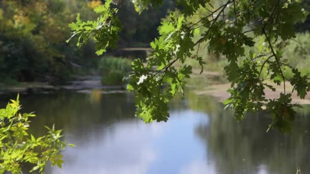 Спокойная поверхность реки с дубовыми листьями — стоковое видео