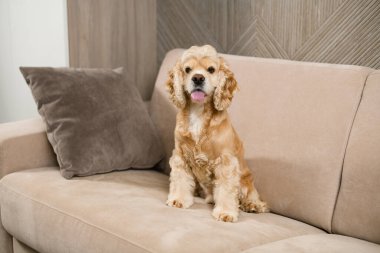 Sevimli bir bej renkli Amerikan cocker spaniel bej bir kanepede oturuyor ve kameraya bakıyor..