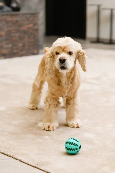Anjing Spaniel Amerika Muda Berdiri Lantai Ruang Tamu Rumah Spaniel — Stok Foto