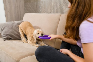 Genç kız oturma odasında kanepede otururken Amerikan spanyeliyle oynuyor. Römorkör oyunu.