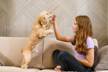 Amerikan cocker spaniel bej bir kanepede iki ayak üzerinde duruyor. Genç kız eli bir ödül veriyor..