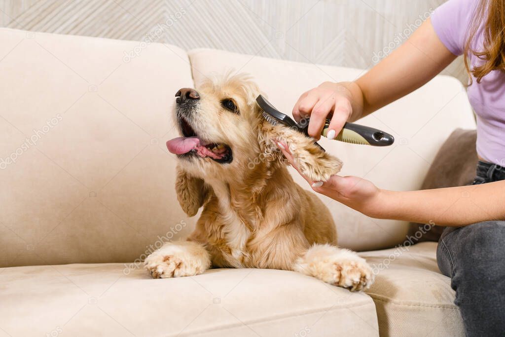 An American spaniel lies on a beige sofa while his ears are being combed. Close-up.