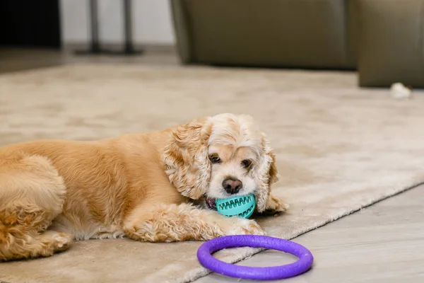 American Cocker Spaniel Terletak Karpet Krem Ruang Tamu Rumah Anjing — Stok Foto