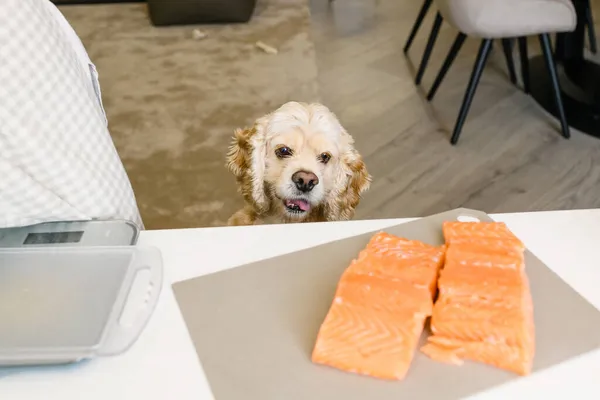 Köpek mutfaktaki masada duran lezzetli somon filetosuna bakıyor..