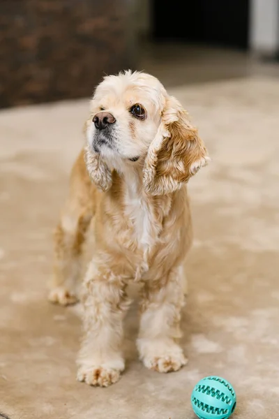 Anjing Spaniel Amerika Muda Berdiri Lantai Ruang Tamu Rumah — Stok Foto