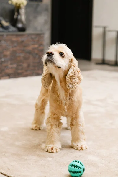 Anjing Lapar Mengendus Udara Anjing Spaniel Amerika Muda Berdiri Lantai — Stok Foto