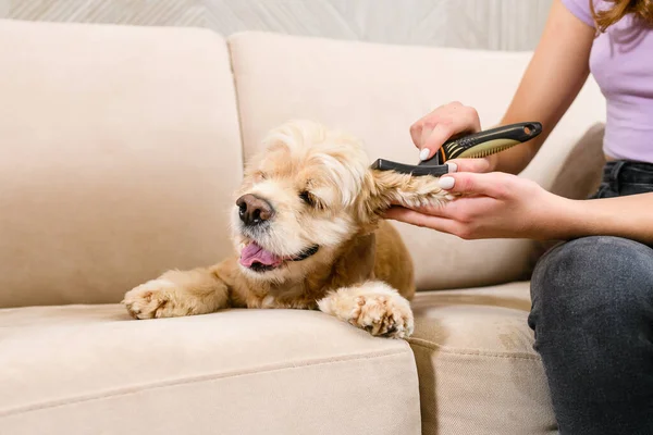 一只美国猎犬躺在米黄色的沙发上 耳朵在梳理 — 图库照片