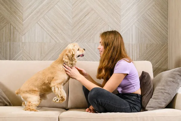 Adolescente Americano Spaniel Jugando Sofá Sala Estar — Foto de Stock