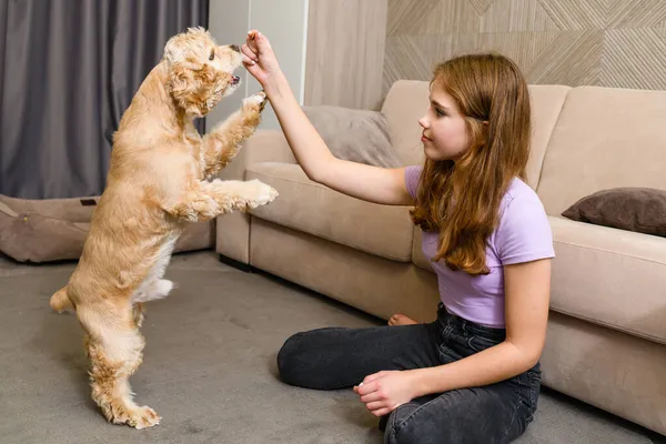 Cocker Spaniel Americano Está Parado Dos Patas Adolescente Chica Mano — Foto de Stock