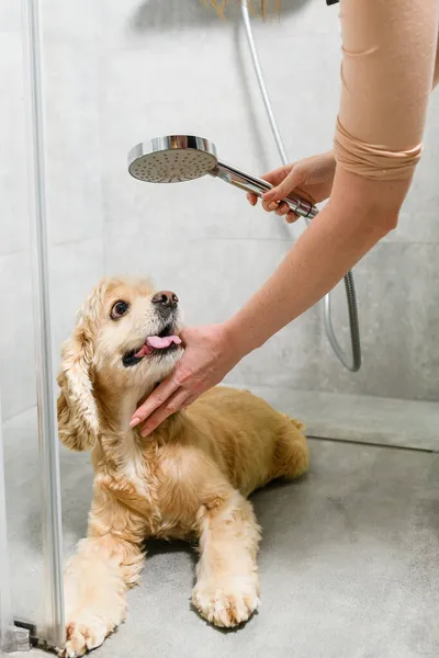 Menina Lavando Spaniel Americano Uma Casa Banho — Fotografia de Stock