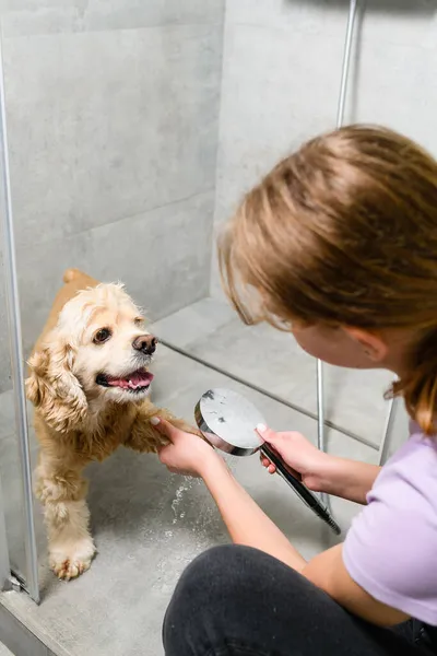 Ragazza Adolescente Lava Zampe Spaniel Americano Cabina Doccia — Foto Stock