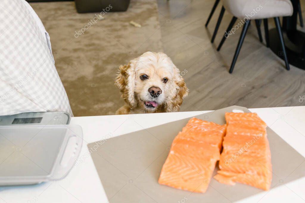 The dog stares at the delicious salmon fillet on the table in the kitchen.