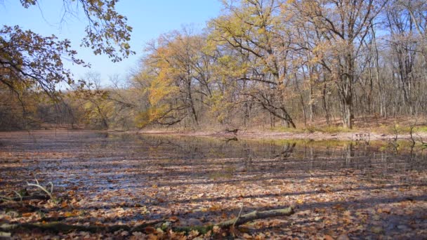 Klidný Břeh Řeky Podzimním Lese — Stock video