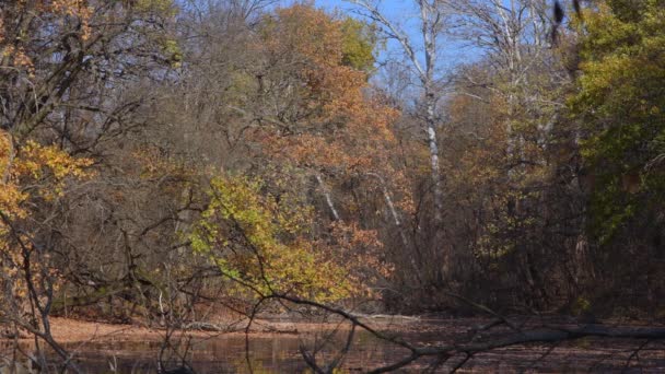 Tranquilla riva del fiume nella foresta autunnale. — Video Stock