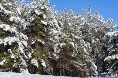 Branches of pine trees are bent under snow.