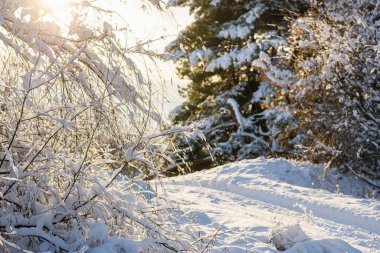Branches of trees bent under the weight of snow.