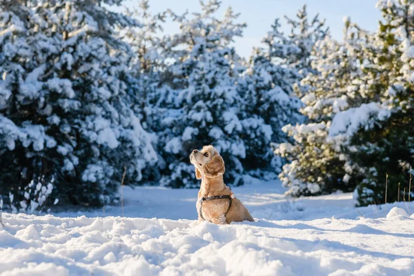 Cute dog sits in the snow in the winter forest. — Stock Fotó