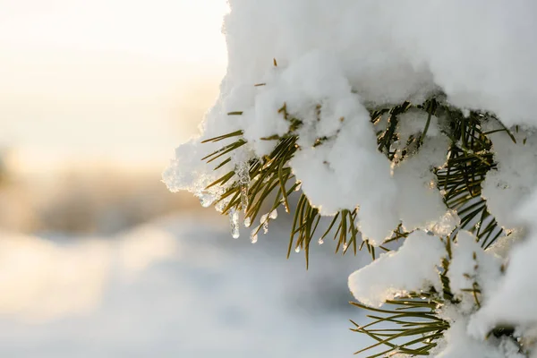 Κοντινό πλάνο ενός κλαδιού πεύκου καλύπτεται με χιόνι. — Φωτογραφία Αρχείου