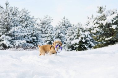 American cocker spaniel playing in the winter forest with a puller.